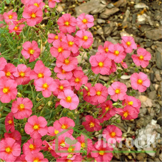Сонцесвіт 'Ben Hope' (Helianthemum 'Ben Hope')