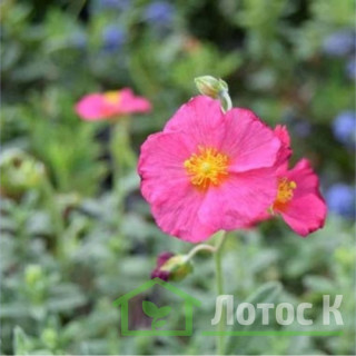 Сонцесвіт 'Ben Hope' (Helianthemum 'Ben Hope')