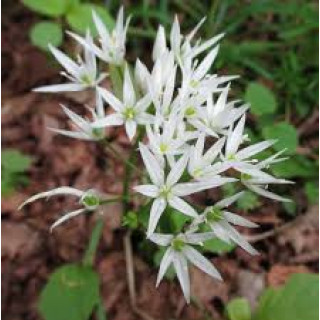 Allium ursinum (Черемша  )