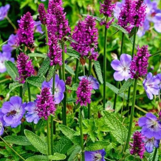 Чистець Моньє 'Hummelo' (Stachys monieri 'Hummelo')