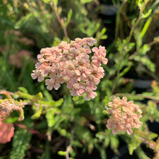 Деревій звичайний  "Lachsschoenheit"  (Achillea mil. 'Lachssch"nheit'   )