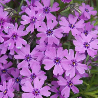 Флокс шиловидний Phlox subulata "Purple Beauty"