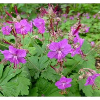Герань 'великокореневищна(Geranium ' )