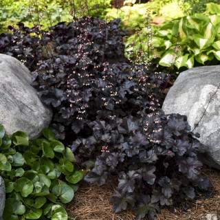 Гейхера Блек Пьорл (Heuchera "Black Pearl")