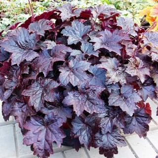 Гейхера Heuchera "Blackout" 