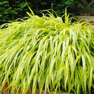 Хаконехлоа велика "Aureola" (Hakonechloa macra "Aureola"   )