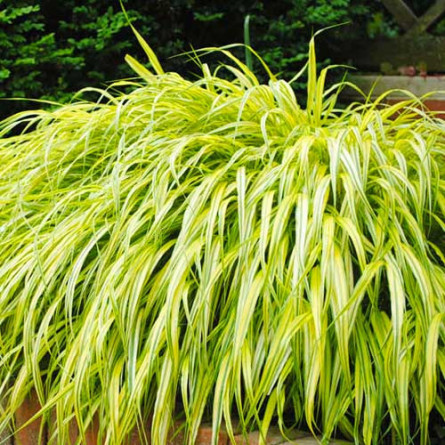 Хаконехлоа велика "Aureola" (Hakonechloa macra "Aureola"   )