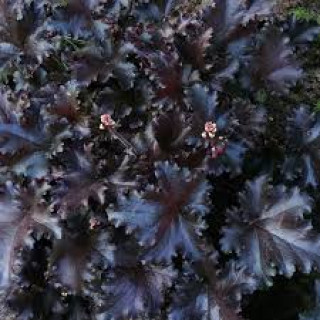 Гейхера Блек Таффета (Heuchera "Black taffeta")