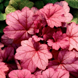 Гейхера Джорджия Піч  (Heuchera "Georgia Peach" )
