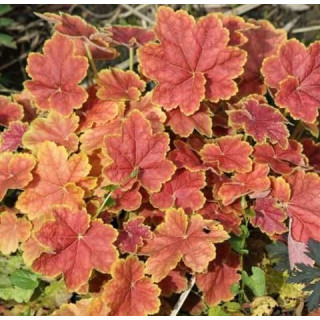Гейхера Тірамісу (Heuchera "Tiramisu")