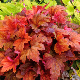 Гейхерелла "Sweet Tea "  (Heucherella  'Sweet Tea'  )