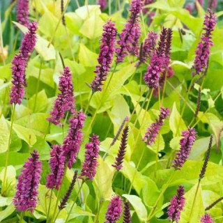 Горець "Golden Arrow"    (Persicaria ampl.'Golden Arrow')