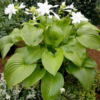 Хоста подорожниковая "Aphrodite"  (Hosta plantaginea  'Aphrodite'  )