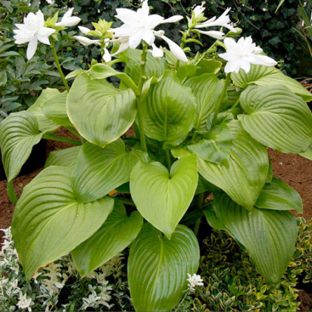 Хоста подорожниковая "Aphrodite"  (Hosta plantaginea  'Aphrodite'  )