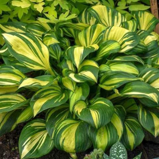  Хоста "Rainbow's end"  (Hosta  'Rainbow's End')