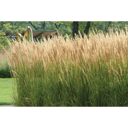Куничник Calamagrostis acutiflora "Karl Foerster"