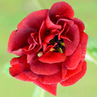 Лапчатка "Flamboyant"  ( Potentilla 'Flamboyant' )