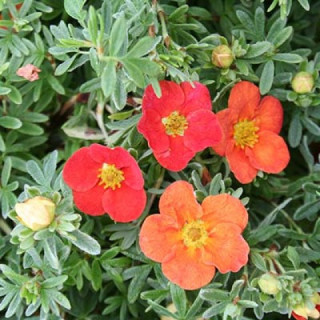 Лапчатка "Marian Red Robin"  ( Potentilla Marian Red Robin)