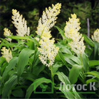 Смілацина кистиста  (Maianthemum racemosum )