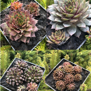 Молодило в асортименті (Sempervivum)
