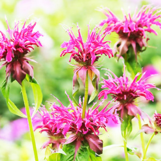 Монарда Махогани  (Monarda 'Mahogany' )