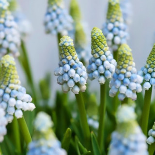 Мускарі вірменська "Aqua Magic" (  Muscari armeniacum "Aqua Magic" )