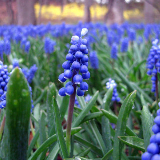 Мускарі вірменська "Night Eyes"  ( Muscari armeniacum "Night Eyes")