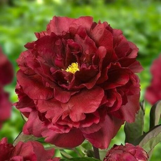 Піон "Black beauty" (Paeonia  'Black Beauty' )
