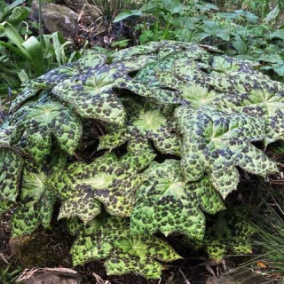 Подофілл "Spotty Dotty" ( Podophyllum 'Spotty Dotty'  )