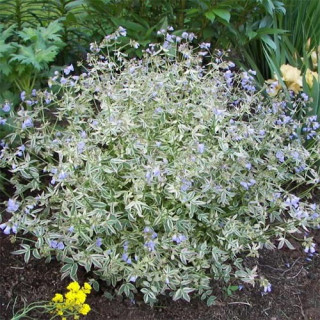 Синюха ползучая "Stairway to Heaven"  (Polemonium re.   'Stairway toHeaven')