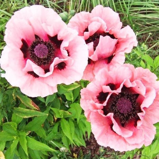 Мак "Prinz. Victoria Luise"  ( Papaver or.   'Prinz. Viktoria Luise )