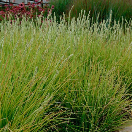 Cеслерія осіння (Sesleria autumnalis)