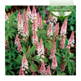 Тіарелла "Пінк Скайрокет   ( Tiarella  'Pink Skyrocket' )