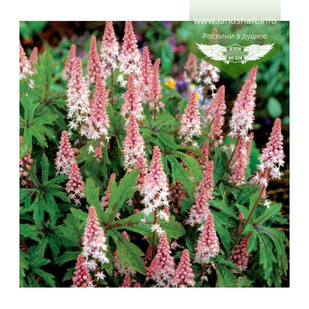 Тіарелла "Пінк Скайрокет   ( Tiarella  'Pink Skyrocket' )