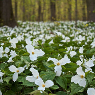 Трилліум похилий   ( Trillium flexipes)