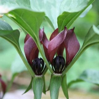 Тріліум справжній  ( Trillium erectum)