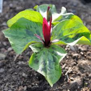Триллиум сидячий  (Trillium sessile   )
