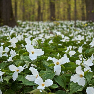 Трилліум великоквіткова  ( Trillium grandiflorum )