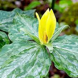Трилліум жовтий  ( Trillium luteum )