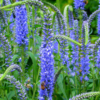 Вероника австрийская "Knallblau"  (Veronica austr. 'Knallblau')