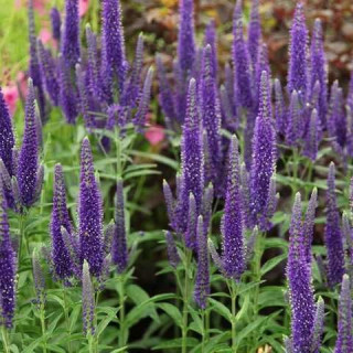 Вероніка довголиста  ( Veronica longifolia )