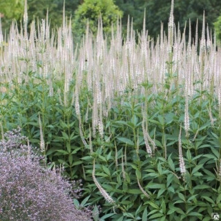 Вероникаструм виргинский "Album"( Veronicastrum virg. 'Album'  )