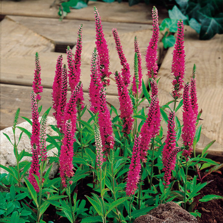 Вероніка колосиста  "Rotfuchs  ( Veronica spicata 'Rotfuchs' )