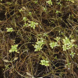 Болотник болотний ( Callitriche palustris)