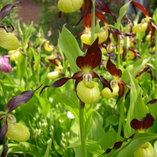 Ципріпедіум  (Cypripedium calceolus )
