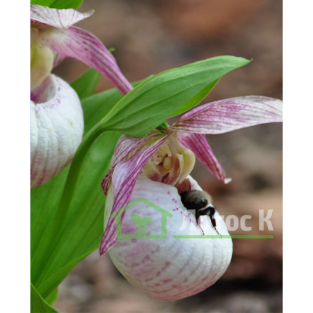 Ципріпедіум  (Cypripedium macranthos )