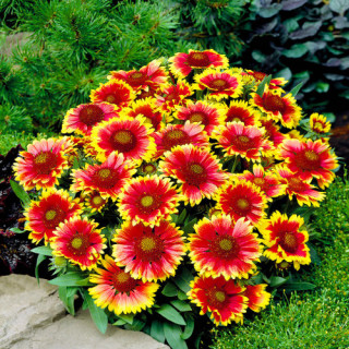 Гайлардія Gaillardia aristata "Arizona Sun"