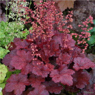 Heuchera cheri cola in vitro (Гейхера чері )