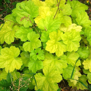 Гейхера Романо (Heuchera "Romano")