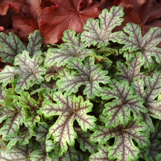 Heuchera tapastri in vitro (Гейхера тапастри )